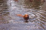 Bonnie swimming July 2004.jpg