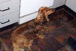 Bonnie waiting for dinner.jpg