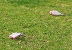 Cockies feeding on park.jpg