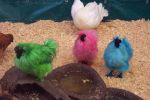 Coloured chickens at the mega market in Morisset July 2005.jpg