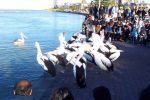 Feeding the pelicans at The Entrance July 16 2005.jpg
