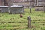 Pheasant in church Yard April 2005.jpg