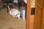 UK_Kiko_hunkered_down_in_Craig_s_office.jpg