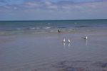 Unusual sea birds at the beach.jpg