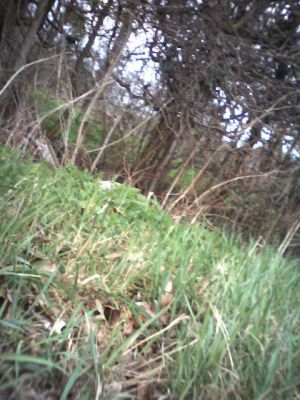 Kiko's Photograph of the Countryside
Kiko, our bull terrier, took this photograph of grass and trees along the roadside as he went on a walk with Christopher.  The small digital camera was mounted on Kiko's collar.
Keywords: Kiko Tomy Wonderful Shot grass