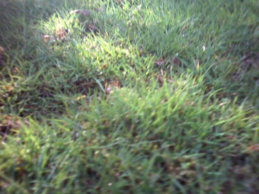 Molly's Photograph of Grass
This is grass from the viewpoint of Molly, a Daschund.  The photograph was taken with a small digital camera mounted on Molly's collar.
Keywords: grass Molly long haired Daschund digital collar camera Tomy Wonderful Shot