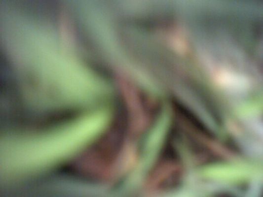 Molly's Photograph of Grass
Molly, the Long Haired Daschund, is quite low to the ground, so when she used the Tomy Wonderful Shot digital camera --- mounted on her collar --- she opted for a more "abstract" look to her photographs.  This is, I think, grass.
Keywords: Molly long haried Daschund dog collar Tomy Wonderful Shot dog photographs
