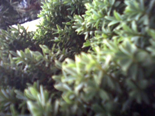 Kiko's Photograph of Our Garden
Kiko, our bull terrier, took this photograph of a bush in our garden using the Tomy Wonderful Shot camera mounted on his collar.
Keywords: Kiko bull terrier dog digital camera collar Tomy Wonderful Shot