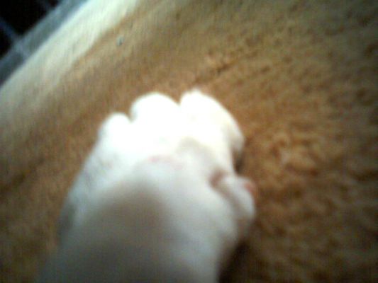 Kiko's Photo of His Paw
Kiko took this close-up of his paw with his digital collar cam.  Looks like Kiko needs to work a bit on focus.
الكلمات الإستدلالية(لتسهيل البحث): Kiko paw English bull terrier Tomy Wonderful Shot digital camera dog collar