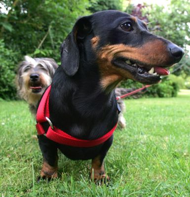 Banjo and Sweep
Schlüsselwörter: Banjo Sweep dashund Lucies Farm dog kennel dog boarding