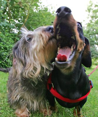 Sweep and Banjo
Keywords: Sweep Banjo dashund Lucies Farm dog boarding dog kennel dog hotel