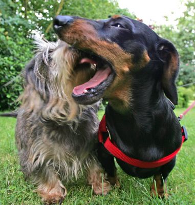 Sweep and Banjo
Is it me, or is Sweep licking the roof of Banjo's mouth?
Schlüsselwörter: Sweep Banjo dashund Lucies Farm dog resort dog hotel