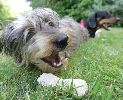 Sweep and the Dental Chew Bone
Getting Sweep to look at the camera was a real challenge.  I don't think she liked the look of the lens.  But when distracted by a dental chew bone . . .
Palabras clave: Sweep dental chew bone dashund Lucies Farm dog resort dog hotel dog kennel dog boarding