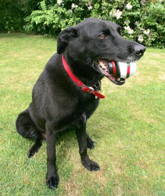 Jet and His Snowman Toy
Palabras clave: Jet snowman dog hotel dog boarding dog kennel Lucies Farm