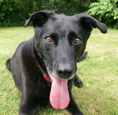 Jet
Anahtar kelimeler: Jet Lucies Farm dog hotel dog boarding