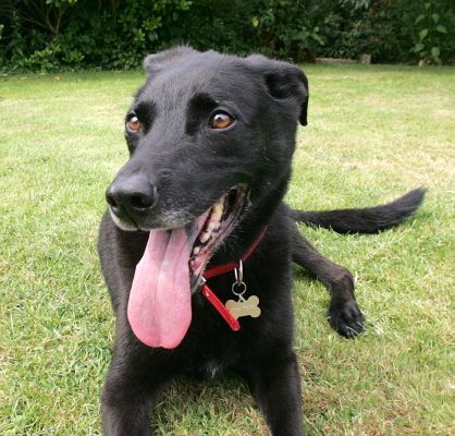 Jet
Keywords: Jet dog kennel dog boarding Lucies Farm