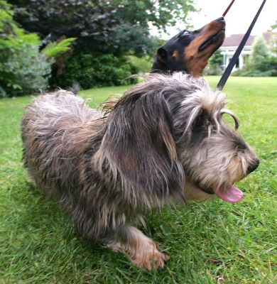 Sweep and Banjo
The leads, coming from above, are rather strange.  They remind me of those shafts of sunlight that you often see at sunset.
Anahtar kelimeler: Sweep Banjo leads dog kennel dog boarding dashund Lucies Farm