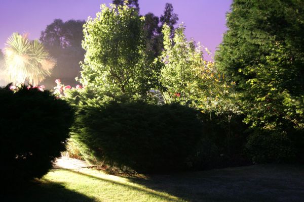 Whitecroft Path and Roses
Summer evening, June 19 2005.  Hot and humid.  The roses are outside our kitchen window --- along with the strange British version of a palm tree.
Ключові слова: Whitecroft roses palm tree summer evening