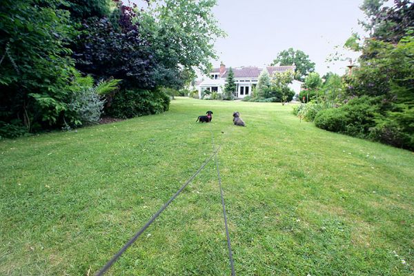 Long Leads
Marjorie went back to the dog hotel to get the dental chews.  I held the two leads.  Sweep and Banjo (of course) went running after Marjorie, until they ran out of lead.  They patiently waited the minute or two until Marjorie returned.
Ключові слова: Sweep Banjo Marjorie lead Lucies Farm dog hotel dog kennel dog boarding