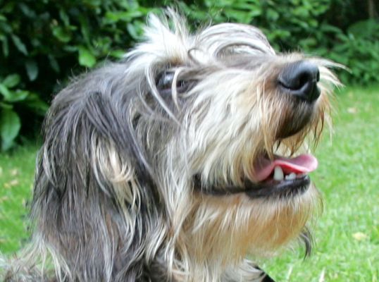 Sweep
Palabras Clave: Sweep dashund Lucies Farm dog hotel dog kennel dog boarding