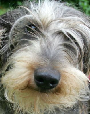 Sweep
Ключові слова: Sweep dashund Lucies Farm dog resort dog kennel dog boarding