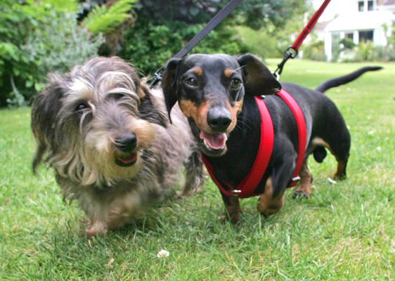 Sweep and Banjo -- Togetherness
Keywords: Sweep Banjo dashund Lucies Farm dog hotel dog kennel dog baording